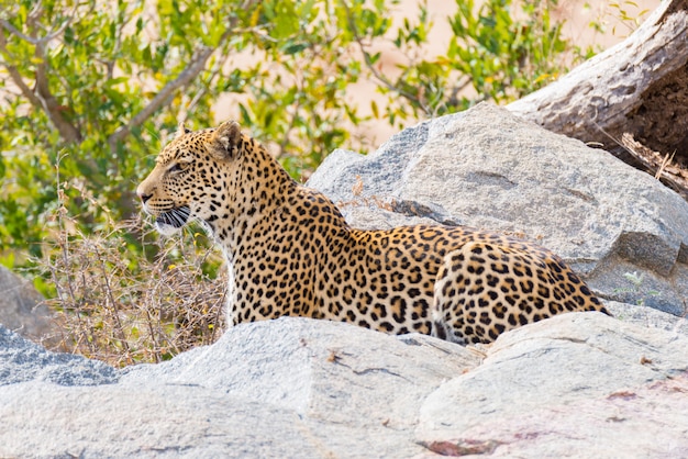 Big Leopard in posizione di attacco pronto per un'imboscata tra rocce e cespugli. Parco nazionale di Kruger, Sudafrica. Avvicinamento.