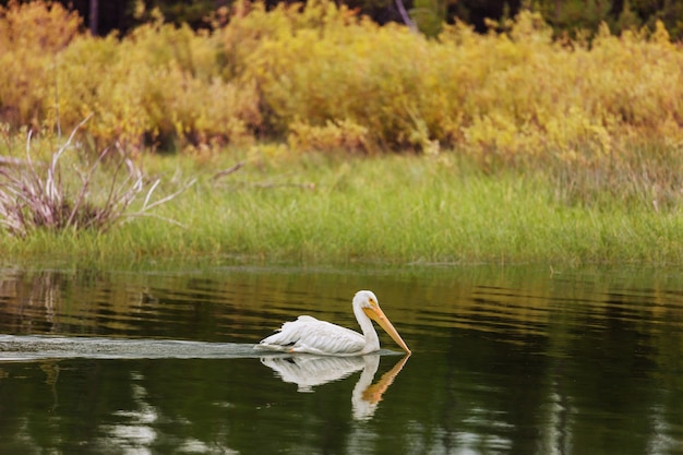 Big Pelican in riva al mare