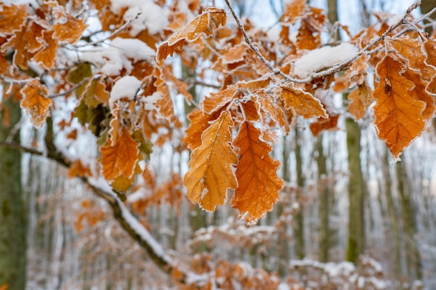 Biglietti di auguri sfondo decorazione alberi di pino coperti di neve auguri di natale