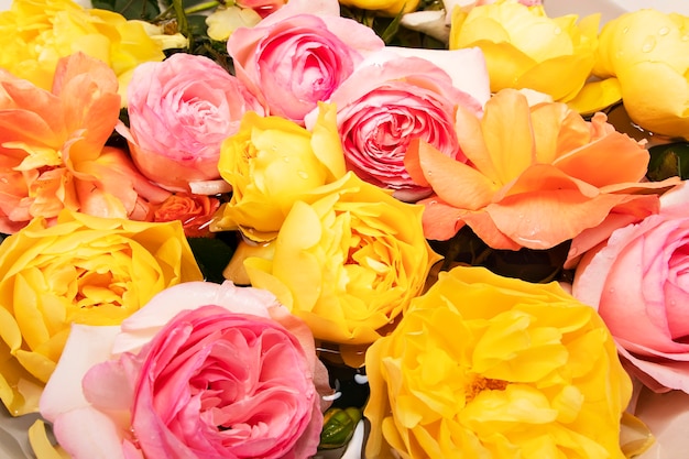 Biglietto di auguri con rose inglesi in colori pastello con gocce sui petali dopo la pioggia in acqua
