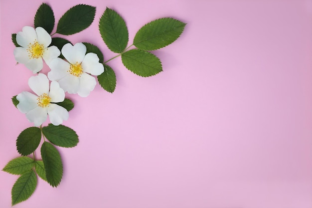 Biglietto di auguri con sfondo rosa brillante, foglie di fiori di dogrose e spazio di copia