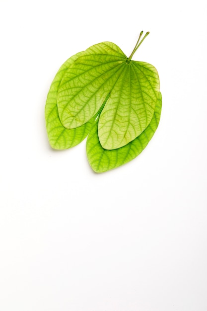 Biglietto di auguri Dussehra con apta / Bauhinia racemosa