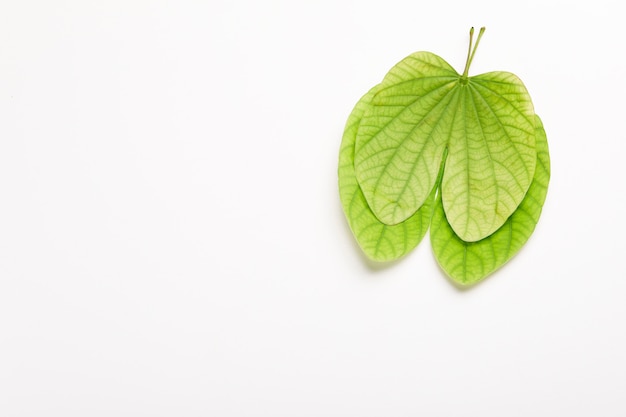 Biglietto di auguri Dussehra con apta / Bauhinia racemosa