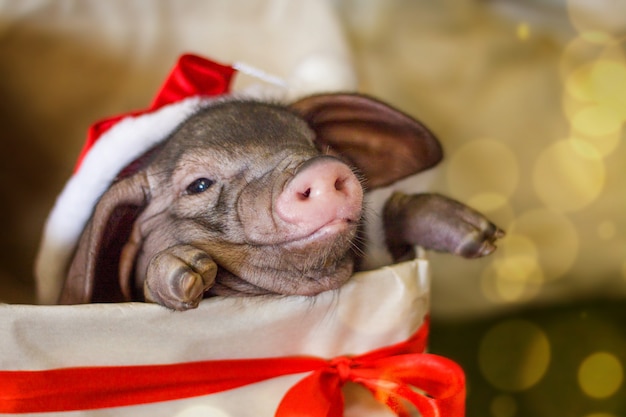 Biglietto di Natale e Capodanno con simpatico Babbo Natale appena nato in confezione regalo presente.