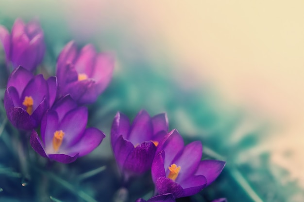 Biglietto di primavera con fiori viola brillante e posto per il testo