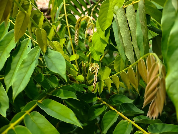 Bilimbi Albero di cetriolo Kamias Acetosa Tamarindo Carambola Buloh Carambola Bimbiri su tronchi di albero