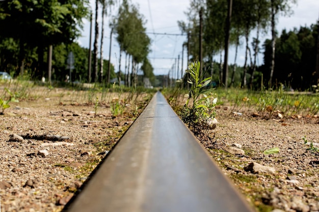 Binario del tram tra erba verde da vicino