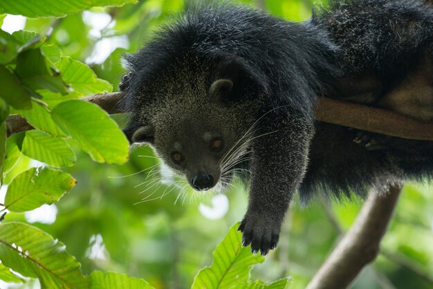 Binturong