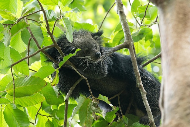 Binturong