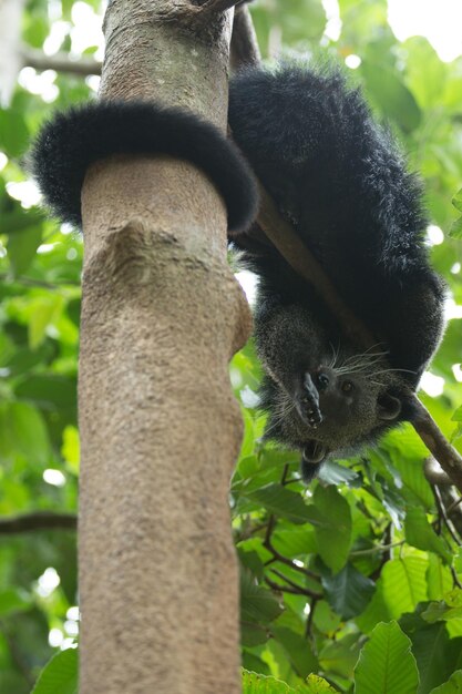 Binturong