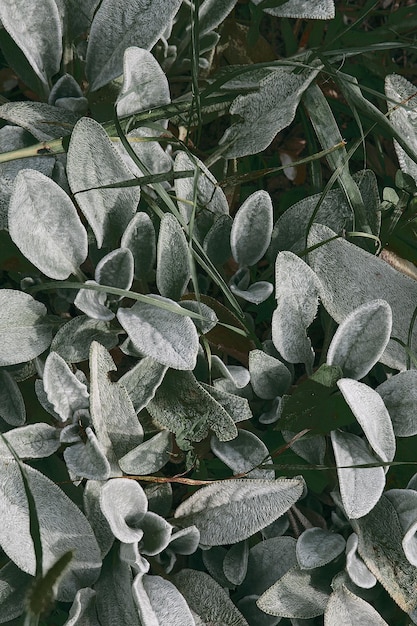 Bio, natura, pianta, sfondo verde amante. Fiori a foglia. Elegante carta da parati ecologica