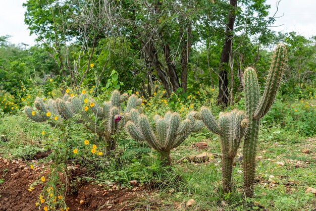 Bioma brasiliano della caatinga nella stagione delle piogge Cactus e fiori a Cabaceiras Paraiba Brasile