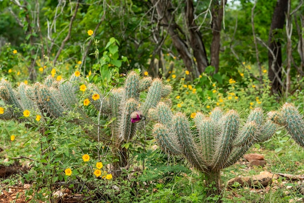 Bioma brasiliano della caatinga nella stagione delle piogge Cactus e fiori a Cabaceiras Paraiba Brasile