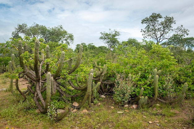 Bioma brasiliano della caatinga nella stagione delle piogge Cactus e fiori a Cabaceiras Paraiba Brasile