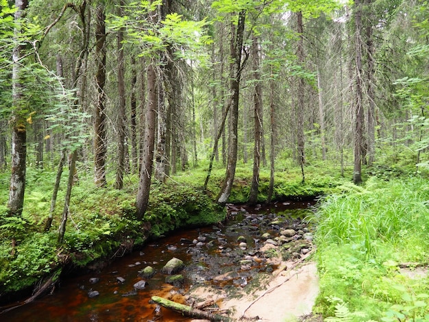 Bioma della taiga dominato da foreste di conifere Abete Picea conifere alberi sempreverdi della famiglia dei pini Pinaceae Russia Carelia Foresta fiume Orzega Stone rapide naturali arrugginite acque ferruginose