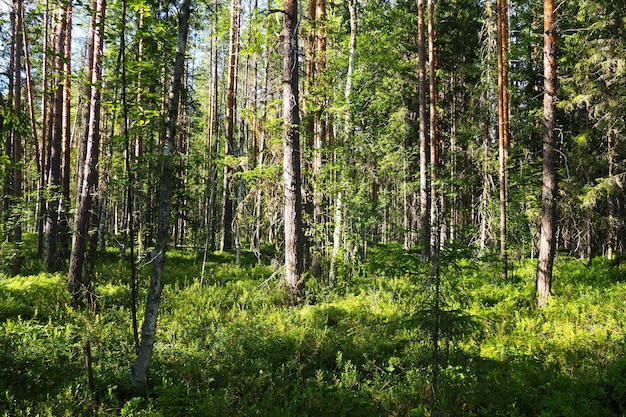 Bioma della taiga dominato da foreste di conifere. Abete Picea, genere di conifere sempreverdi