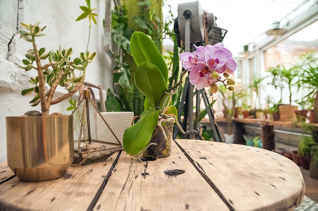 Biophilia Trend Style. Dettagli di un cortile con piante d'appartamento in vaso. Le orchidee stanno fiorendo.