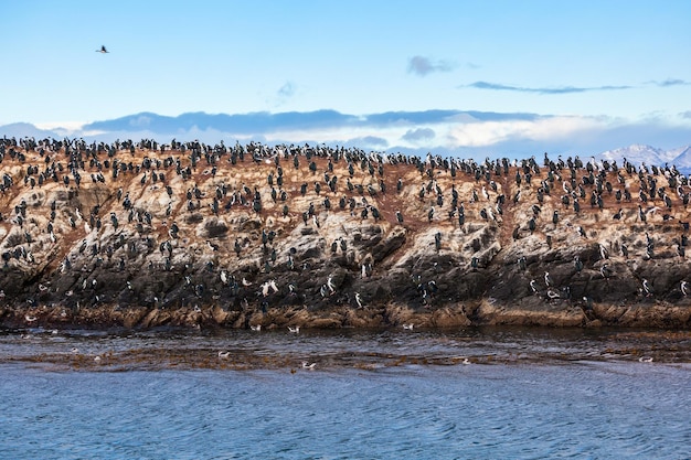 Bird Island nel Canale di Beagle vicino alla città di Ushuaia. Ushuaia è la capitale della provincia della Terra del Fuoco in Argentina.