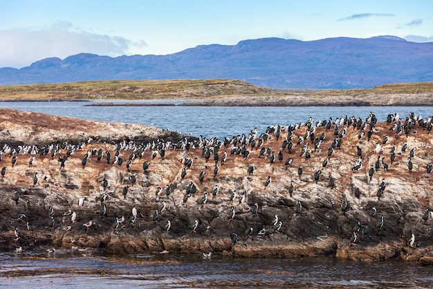 Bird Island vicino a Ushuaia