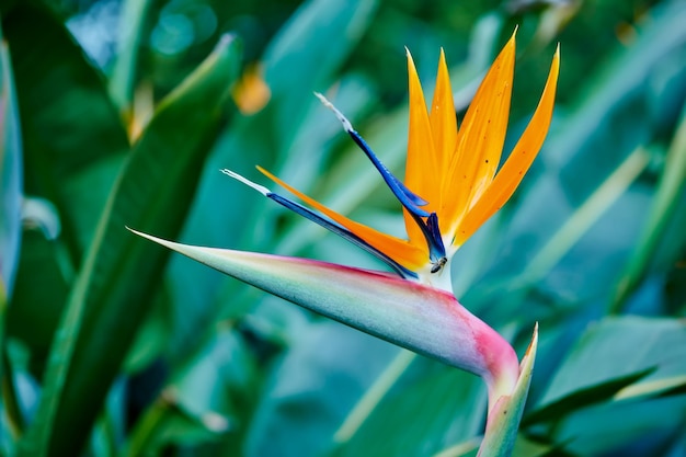 Bird of Paradise Foto del bellissimo Bird of Paradise