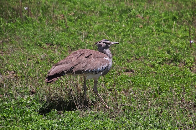 Bird on safari in Kenia e Tanzania, Africa