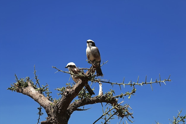 Bird on safari in Kenia e Tanzania, Africa