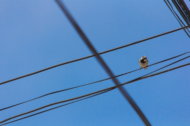 Bird on wired.