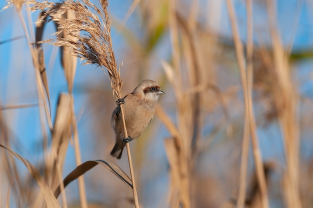 Bird Penduline Tit Remiz pendulinus. Avvicinamento.