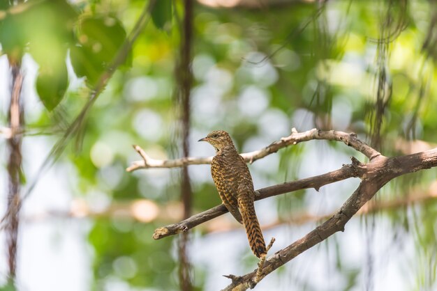 Bird (Plaintive Cuckoo) in una natura selvaggia