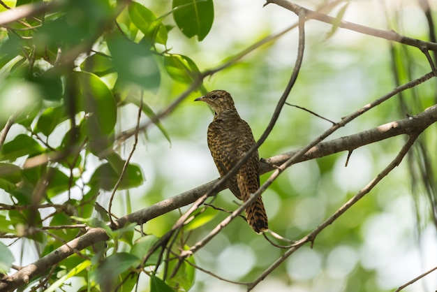 Bird (Plaintive Cuckoo) in una natura selvaggia