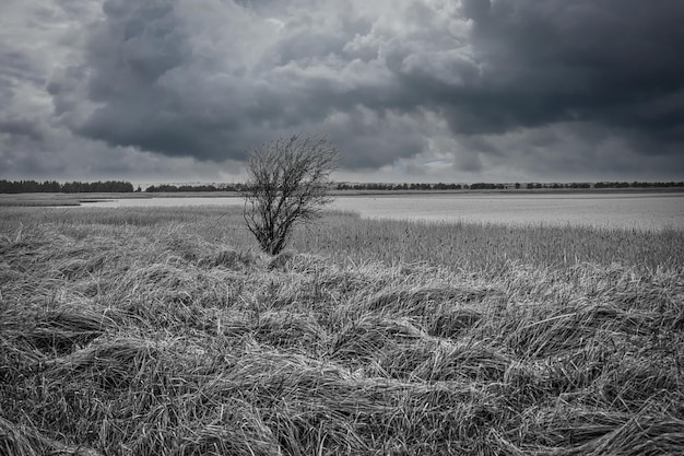 Bird vedetta Pramort sul darss ampio paesaggio in bianco e nero con albero singolo