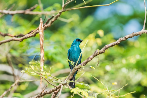 Bird (Verditer Flycatcher, Eumyias thalassinus) blu su tutte le zone del corpo