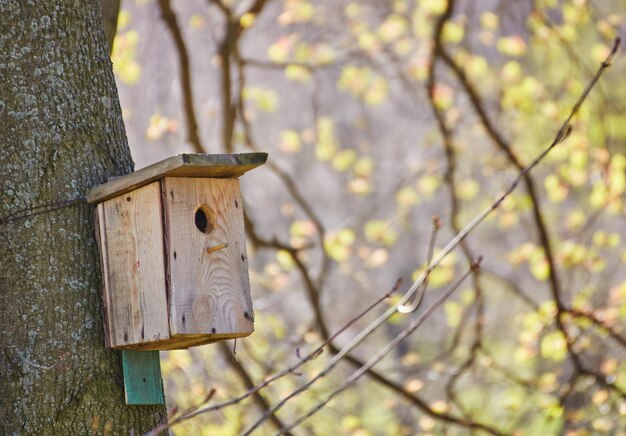 Birdhouse appeso all'albero nel parco