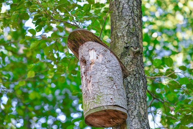 Birdhouse di legno su un albero. Birdhouse di legno sull'albero, fine in su. Birdhouse di legno sull'albero in parco pubblico