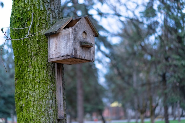 Birdhouse rotto montato su un albero