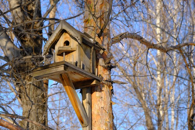 Birdhouse su un albero, casa sull'albero.Natura, parchi e foreste.