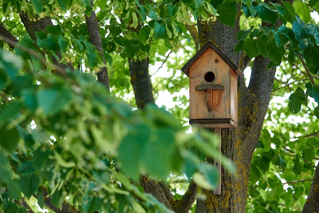 Birdhouse su un albero in foglie verdi.