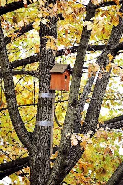 Birdhouse su un albero