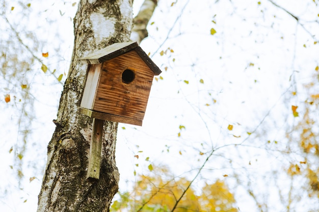 Birdhouse sullo spazio della copia della stagione autunnale dell'albero