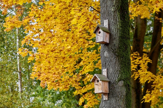 Birdhouses su un albero su uno sfondo di acero giallo