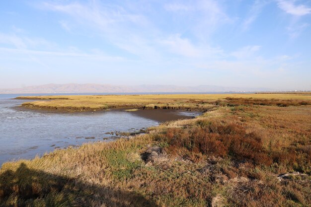 Birdwatching Baylands California