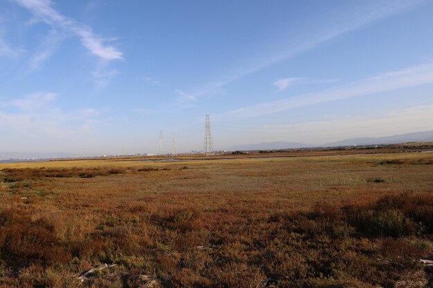 Birdwatching Baylands California