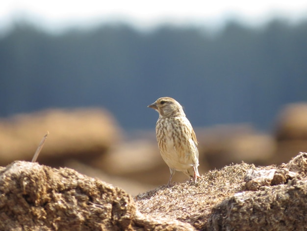 Birdwatching in natura