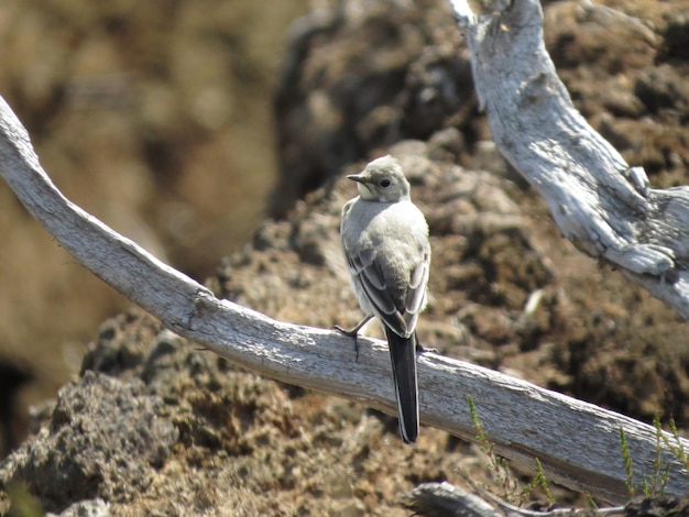 Birdwatching in natura