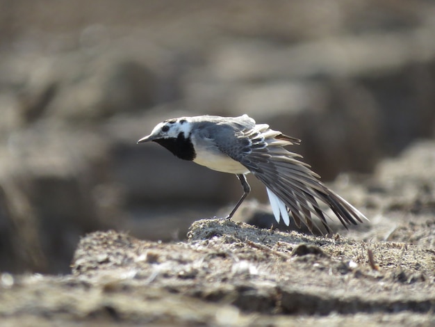 Birdwatching in natura