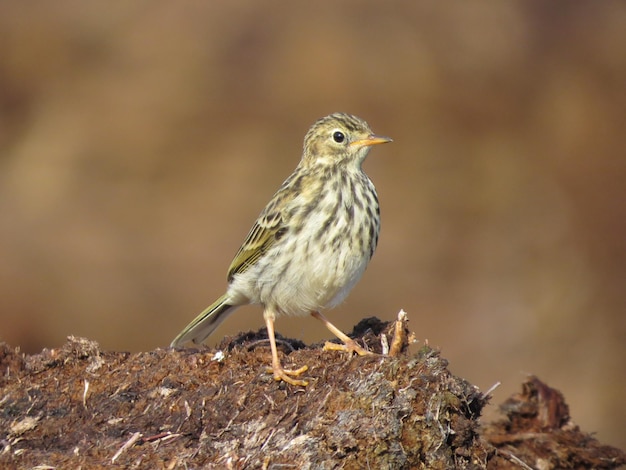 Birdwatching in natura