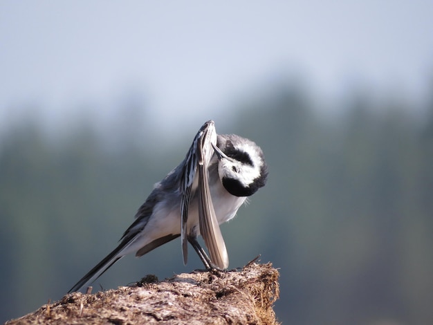 Birdwatching in un posto bellissimo