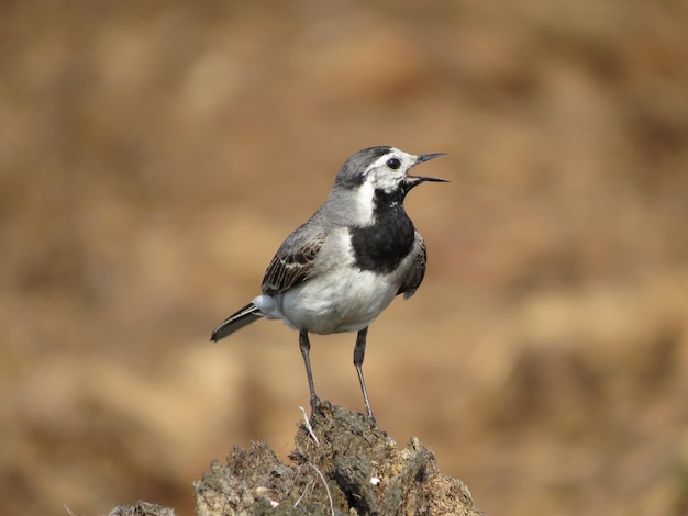 Birdwatching in una zona bellissima