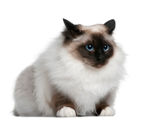 Birman