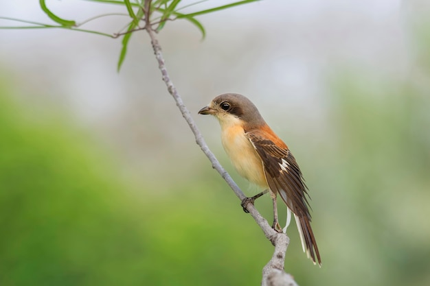 Birmano Shrike Lanius collurioides Uccelli della Thailandia